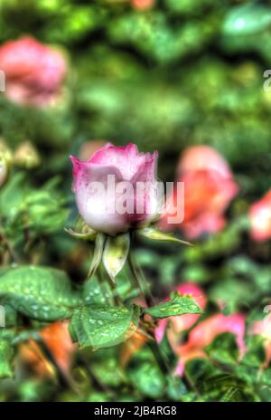 Flowers creative, artistic shot, shrub rose (Rosa), pink flower alienated, plants, fragrant, Germany Stock Photo