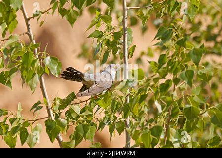 Cuckoo (Cuculus canorus) sitting on a branch, wildlife, Rhineland-Palatinate, Germany Stock Photo