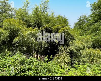 Bamboo (Fargesia) planted in European mixed forest, stinging nettle plants (Urticaceae) in the foreground, Kirchhellen, Bottrop, North Stock Photo