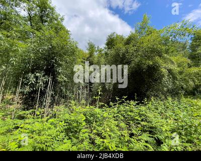 Bamboo (Fargesia) planted in European mixed forest, stinging nettle plants (Urticaceae) in the foreground, Kirchhellen, Bottrop, North Stock Photo