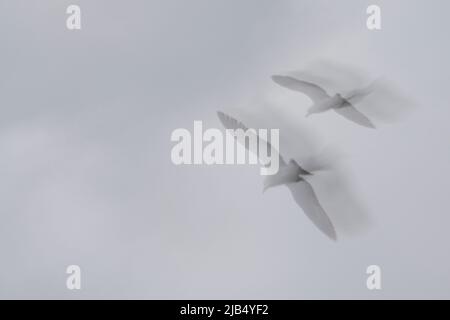 Two seagulls flying and their shadows in black and white Stock Photo