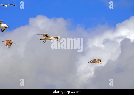 Group of seagulls flying in the cloudy blue sky side by side Stock Photo
