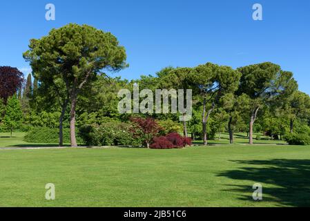 Lush green spring or summer garden with woodland trees bordering a large manicured green lawn in a park under a bright blue sky Stock Photo