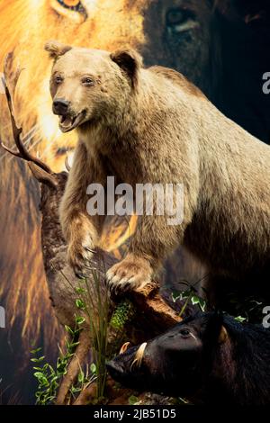 The stuffed big brown bear as wild animal in the view Stock Photo