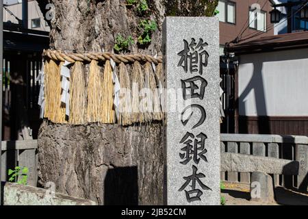 Hakata, Fukuoka / JAPAN - Aug 15 2020 : Kushida no Ginnan monument and Kushida no Ginnan. Kushida no Ginnan is a great symbolic gingko tree Stock Photo