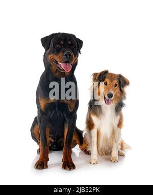 Shetland Sheepdog and rottweiler in front of white background Stock Photo