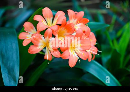 Clivia miniata orange flower. Clivia miniata, the Natal lily or bush lily or kaffir lily, is a species of flowering plant in the genus Clivia