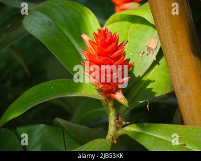Costus woodsonii (Red Button Ginger) with exotic torpedo-shaped blooms Stock Photo