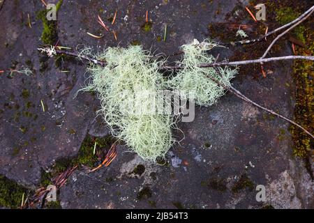 Two clumps of Witch's Hair lichen, Alectoria sarmentosa, fruticose lichen entwined around a branch that fell to the ground, Columbia River Gorge, OR Stock Photo