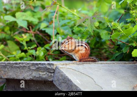 An Eastern Chipmunk, Tamias striatus, on its hind legs, eating something, Central Park, New York. Stock Photo