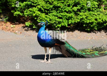 A male Indian Peafowl, Pavo cristatus, Indian Peacock standing on asphalt in an urban setting. Stock Photo