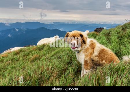 Red-haired shepherd dog resting in a mountain valley in the Carpathian mountains, green summer mountain valleys and flowers in the background Stock Photo