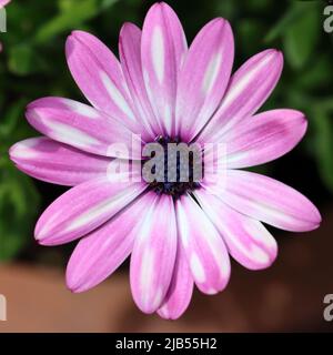 close-up of a two-tone flower with light purple and white colors, direct view into the open flower with its dark purple flower center Stock Photo