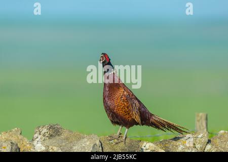 Close-up of a colourful male, ring-necked pheasant in Springtime.  Facing left on drystone walling and calling with his beak wide open. Clean backgrou Stock Photo