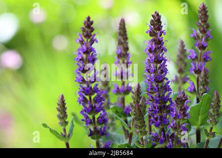 close-up of beautiful sage plants of the salvia nemorosa variety, selective focus, green blurred background Stock Photo