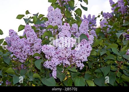 Beautiful lilac syringa vulgaris flowers in shadow light. Stock Photo