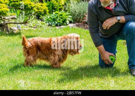 brown cocker spaniel dog in the garden playing with a male - selective focus Stock Photo
