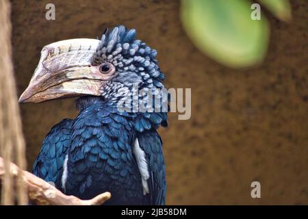 Silver-cheeked horn bill sitting on a branch. colorful plumage. large beak of australian bird. Animal photo Stock Photo