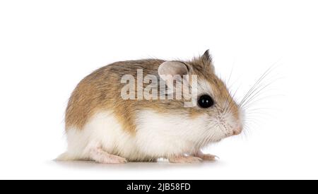 robo dwarf hamster petsmart