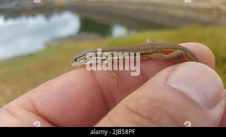 Small algerian lizard caught between fingers. Closeup.