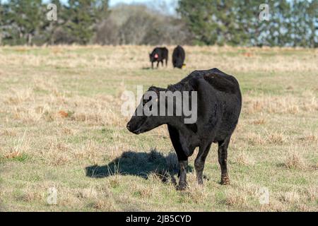 Angus crossbred brood cow in the foreground looking left with two other cattle in background out-of-focus. Stock Photo