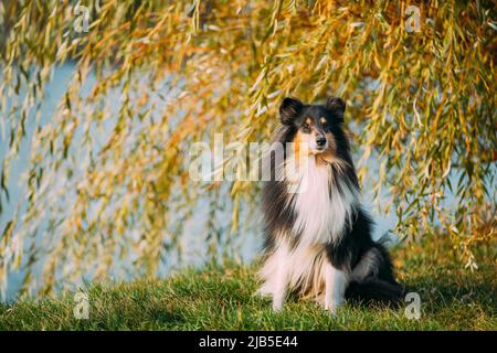 Rough Collie, lassie, Dog Stock Photo - Alamy