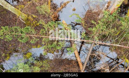 Swapy forest stand top view with broken spruce tree lying over water, Bialowieza Forest, Poland, Europe.