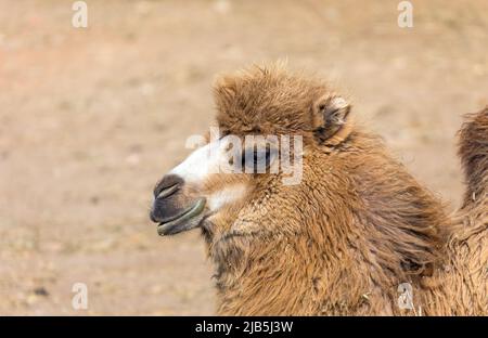 Bactrian camel portrait (Camelus bactrianus) Stock Photo
