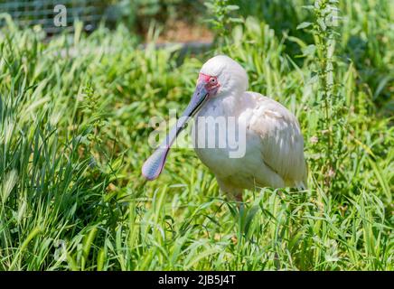 African spoonbill (Platalea alba) bird Stock Photo