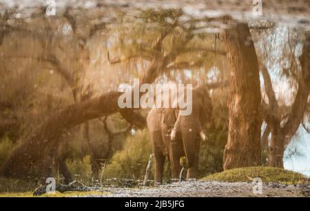 elephant eating grass by pool in Mana Pools NP, after rains Stock Photo