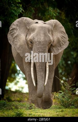 elephant eating grass  in Mana Pools NP, after rains Stock Photo