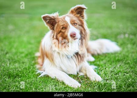 Picture of chocolate brown white border collie dog Stock Photo