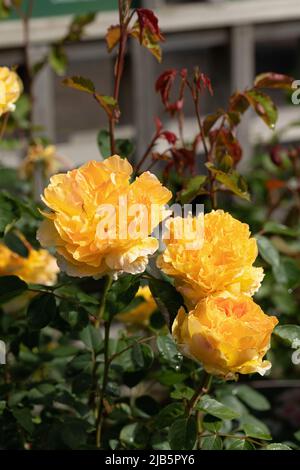 Close up of a beautiful orange / yellow rose bush called Rosa Molineux. A David Austin English Shrub Rose. England,  UK Stock Photo