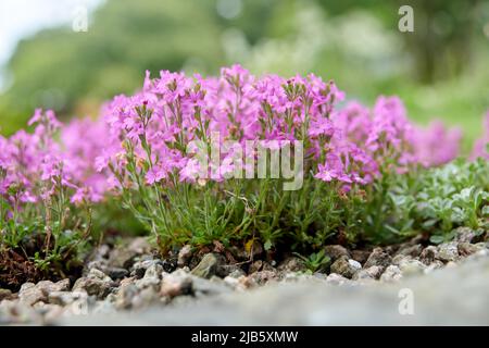 Alpin balsam (Erinus alpinus) in a rockery, Cumbria, UK GB Stock Photo