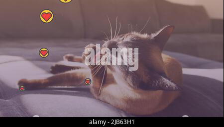 Multiple heart icons floating against sunlight falling over cat sitting on the couch at home Stock Photo