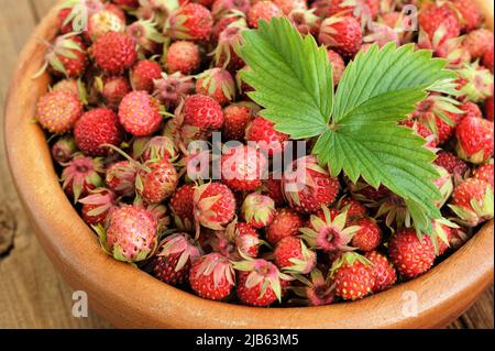 Wild strawberries Fragaria viridis with green leaf in wooden bowl closeup macro Stock Photo