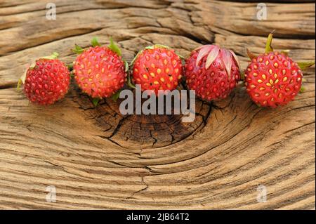 Five wild strawberries Fragaria viridis in row on wooden background closeup macro Stock Photo