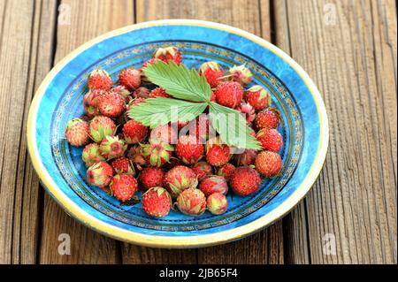 Wild strawberries Fragaria viridis in blue plate with green strawberry leaf closeup Stock Photo