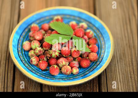 Wild strawberries Fragaria viridis in blue plate with green strawberry leaf selective focus macro Stock Photo