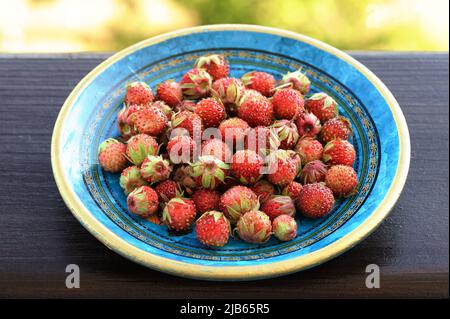 Wild strawberries Fragaria viridis in blue plate closeup Stock Photo
