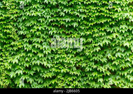 Parthenocissus Tricuspidata on a Ancient Brick Wall Stock Photo