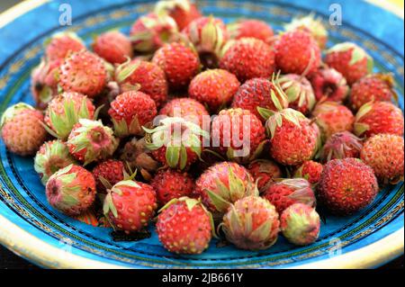 Wild strawberries Fragaria viridis in blue plate closeup macro Stock Photo