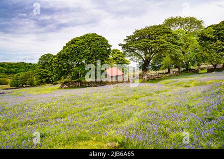 In early June, fields of bluebells surround the abandoned Emsworthy Farm, Dartmoor National Park, Devon, UK. Stock Photo