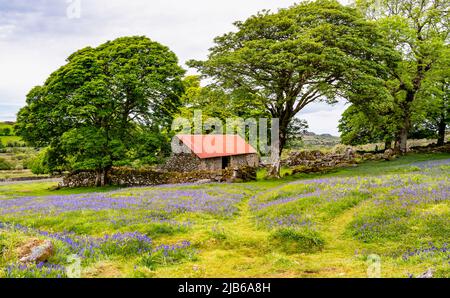 In early June, fields of bluebells surround the abandoned Emsworthy Farm, Dartmoor National Park, Devon, UK. Stock Photo