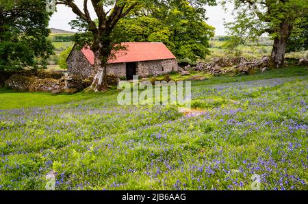 In early June, fields of bluebells surround the abandoned Emsworthy Farm, Dartmoor National Park, Devon, UK. Stock Photo