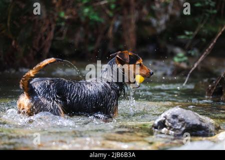 young black dog in the river in the water looking for his ball to be thrown back to him. playful. happiness and joy. healthy dog in training. Stock Photo