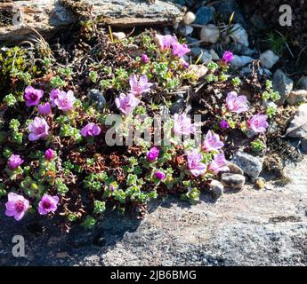 Saxifraga oppositifolia ssp. speciosa at The Arctic University Museum of Norway in Tromsø. Stock Photo