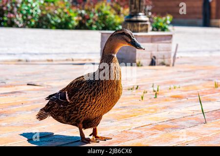 friendly mallard duck close-up in the park Stock Photo