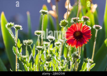 Firewheel or Indian blanket (Gaillardia pulchella) flower and buds in garden in late spring Stock Photo