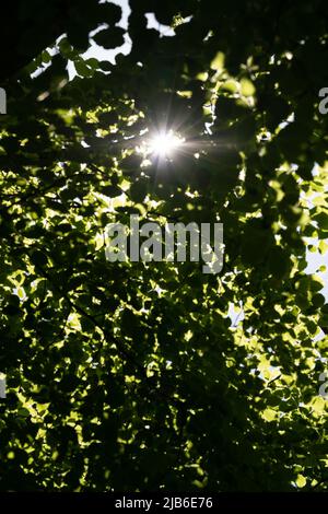 Bright sunlight streaming through green tree canopy creating dramatic light rays and shadows Stock Photo